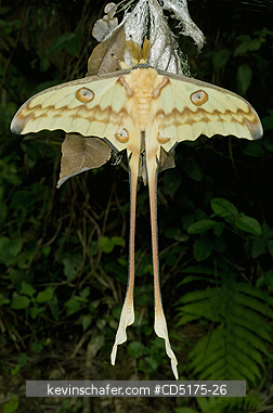 MOTHS: Comet Moth (Argema mittrei), Emerging from Cocoon, Madagscar