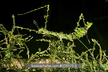 INSECTS: Moss-mimic Stick Insect (Parectatosoma mocquersi), Andasibe-Mantadia National Park, Perinet Reserve, Madagascar, August 2006, WILD