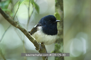 BIRD: Madagascar Magpie-Robin, (Copsychus albospecularis), Andasibe Mantadia National Park / Perinet Reserve, Madagascar, August 2006, WILD