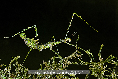 INSECTS: Moss-mimic Stick Insect (Parectatosoma macquersi), Andasibe-Mantadia National Park, Perinet Reserve, Madagascar, August 2006, WILD