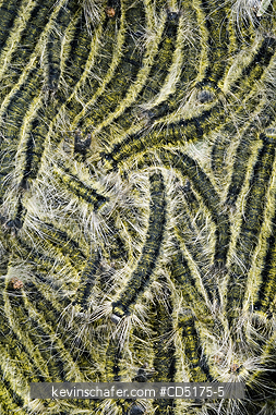 INSECTS, CATERPILLAR: Caterpillars on rainforest leaf, Andasibe-Mantadia National Park, Madagascar, August 2006