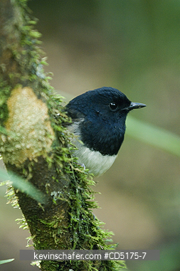 BIRD: Madagascar Magpie-Robin, (Copsychus albospecularis), Andasibe Mantadia National Park / Perinet Reserve, Madagascar, August 2006, WILD