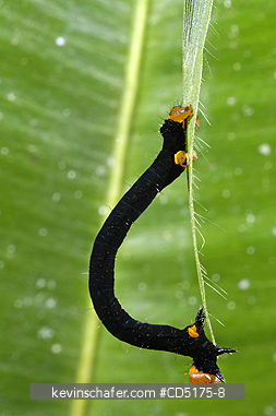 INSECTS: Inchworm (Unknown species), Andasibe Mantadia National Park / Perinet Reserve, Madagascar, August 2006