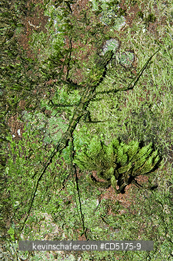 INSECTS: Moss-mimic Stick Insect (Parectatosoma mocquersi), Andasibe-Mantadia National Park, Perinet Reserve, Madagascar, August 2006, WILD
