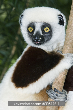SIFAKAS: Coquerel\'s Sifaka (Propithecus verreauxi coquereli), Madagascar, Captive