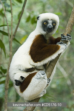 SIFAKAS: Coquerel\'s Sifaka (Propithecus verreauxi coquereli), Madagascar, Captive