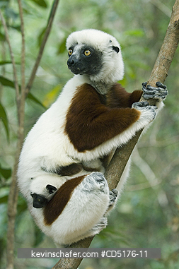 SIFAKAS: Coquerel's Sifaka (Propithecus verreauxi coquereli), Madagascar, Captive