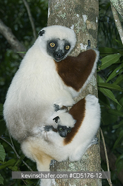SIFAKAS: Coquerel's Sifaka (Propithecus verreauxi coquereli), Madagascar, Captive