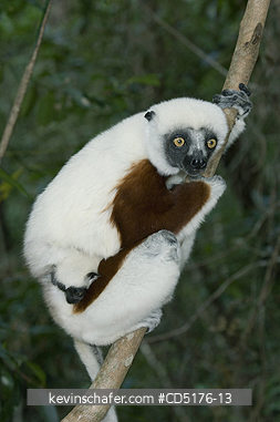 SIFAKAS: Coquerel's Sifaka (Propithecus verreauxi coquereli), Madagascar, Captive