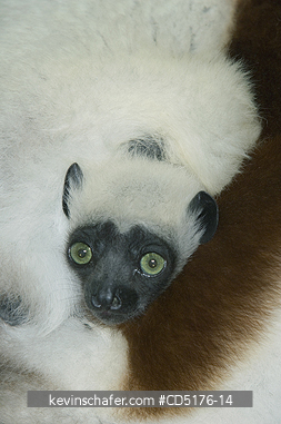 SIFAKAS: Coquerel\'s Sifaka (Propithecus verreauxi coquereli), Baby clinging to morther\'s fur, Madagascar, Captive