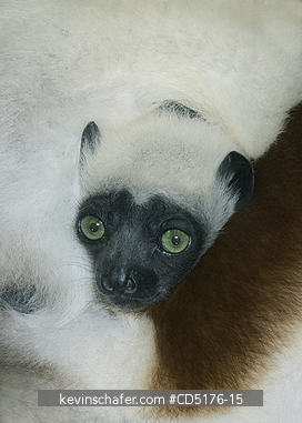 SIFAKAS: Coquerel\'s Sifaka (Propithecus verreauxi coquereli), Baby clinging to mother\'s fur, Madagascar, Captive