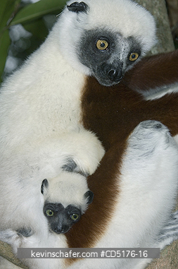 SIFAKAS: Coquerel\'s Sifaka (Propithecus verreauxi coquereli), Madagascar, Captive
