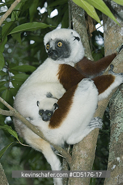 SIFAKAS: Coquerel's Sifaka (Propithecus verreauxi coquereli), Madagascar, Captive