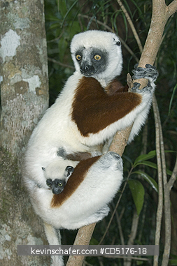 SIFAKAS: Coquerel's Sifaka (Propithecus verreauxi coquereli), Madagascar, Captive