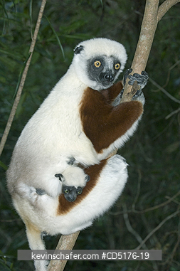 SIFAKAS: Coquerel's Sifaka (Propithecus verreauxi coquereli), Madagascar, Captive