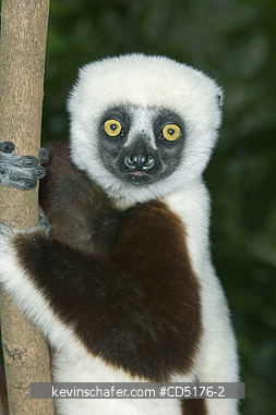 SIFAKAS: Coquerel\'s Sifaka (Propithecus verreauxi coquereli), Madagascar, Captive