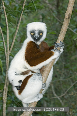 SIFAKAS: Coquerel's Sifaka (Propithecus verreauxi coquereli), Madagascar, Captive