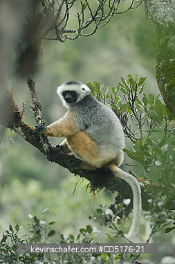 SIFAKAS: Diademed Sifaka (Propithecus diadema), wild and endangered, Andasibe-Mantadia National Park, Madagascar, August 2006  
