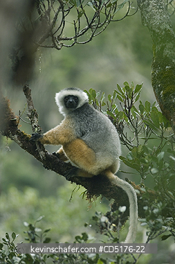 SIFAKAS: Diademed Sifaka (Propithecus diadema), wild and endangered, Andasibe-Mantadia National Park, Madagascar, August 2006  

