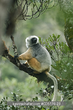 SIFAKAS: Diademed Sifaka (Propithecus diadema), wild and endangered, Andasibe-Mantadia National Park, Madagascar, August 2006  
