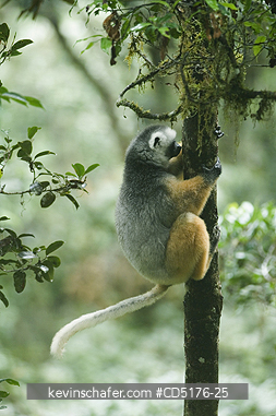 SIFAKAS: Diademed Sifaka (Propithecus diadema), wild and endangered, Andasibe-Mantadia National Park, Madagascar, August 2006  
