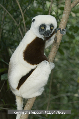 SIFAKAS: Coquere'ls Sifaka (Propithecus verreauxi coquereli), Madagascar, Captive