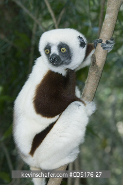 SIFAKAS: Coquerel's Sifaka (Propithecus verreauxi coquereli), Madagascar, Captive