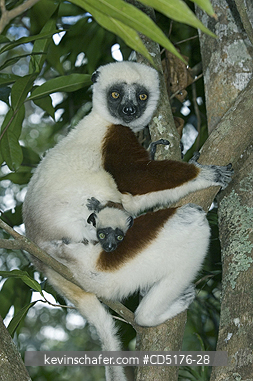 SIFAKAS: Coquerel\'s Sifaka (Propithecus verreauxi coquereli), Madagascar, Captive