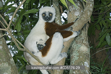 SIFAKAS: Coquerel\'s Sifaka (Propithecus verreauxi coquereli), Madagascar, Captive