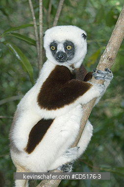 SIFAKAS: Coquerel's Sifaka (Propithecus verreauxi coquereli), Madagascar, Captive