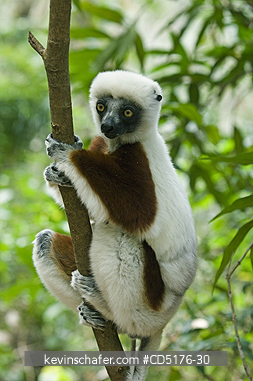 SIFAKAS: Coquerel\'s Sifaka (Propithecus verreauxi coquereli), Madagascar, Captive