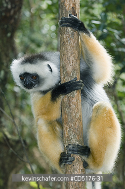 SIFAKAS: Diademed Sifaka (Propithecus diadema),  endangered, Andasibe-Mantadia National Park, Madagascar, August 2006  CAPTIVE
