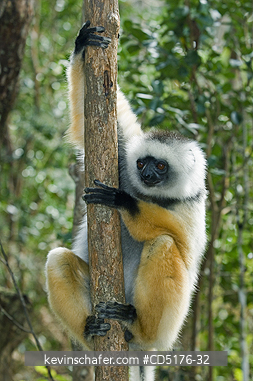 SIFAKAS: Diademed Sifaka (Propithecus diadema), wild and endangered, Andasibe-Mantadia National Park, Madagascar, August 2006  
