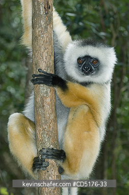SIFAKAS: Diademed Sifaka (Propithecus diadema), endangered, Andasibe-Mantadia National Park, Madagascar, August 2006  CAPTIVE
