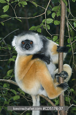 SIFAKAS: Diademed Sifaka (Propithecus diadema), endangered, Andasibe-Mantadia National Park, Madagascar, August 2006  CAPTIVE
