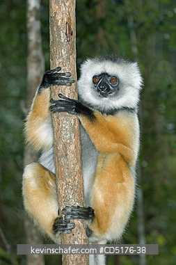 SIFAKAS: Diademed Sifaka (Propithecus diadema), endangered, Andasibe-Mantadia National Park, Madagascar, August 2006    CAPTIVE
