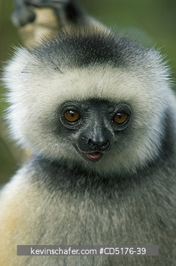 SIFAKAS: Diademed Sifaka (Propithecus diadema) Captive, Andasibe-Mantadia National Park, Madagascar, August 2006  
