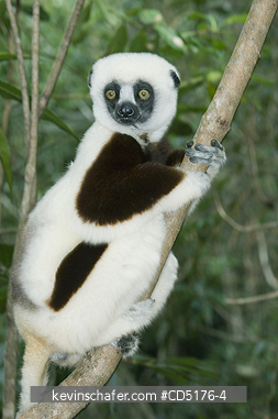 SIFAKAS: Coquerel's Sifaka (Propithecus verreauxi coquereli), Madagascar, Captive
