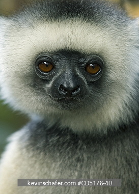 SIFAKAS: Diademed Sifaka (Propithecus diadema) Captive, Andasibe-Mantadia National Park, Madagascar, August 2006  
