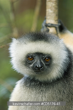 SIFAKAS: Diademed Sifaka (Propithecus diadema) Captive, Andasibe-Mantadia National Park, Madagascar, August 2006  

