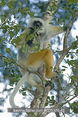 SIFAKAS: Diademed Sifaka (Propithecus diadema), endangered, Andasibe-Mantadia National Park, Madagascar, August 2006, CAPTIVE.
