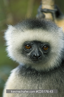 SIFAKAS: Diademed Sifaka (Propithecus diadema) Captive, Andasibe-Mantadia National Park, Madagascar, August 2006  
