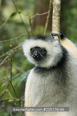 SIFAKAS: Diademed Sifaka (Propithecus diadema) Captive, Andasibe-Mantadia National Park, Madagascar, August 2006  
