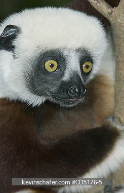 SIFAKAS: Coquerel's Sifaka (Propithecus verreauxi coquereli), Madagascar, Captive