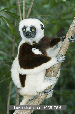 SIFAKAS: Coquerel's Sifaka (Propithecus verreauxi coquereli), Madagascar, Captive