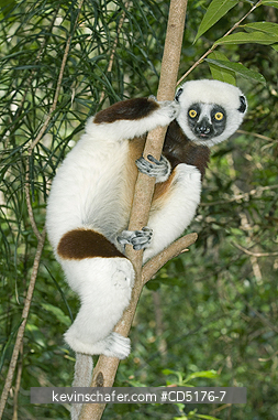 SIFAKAS: Coquerel\'s Sifaka (Propithecus verreauxi coquereli), Madagascar, Captive