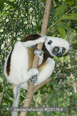 SIFAKAS: Coquerel\'s Sifaka (Propithecus verreauxi coquereli), Madagascar, Captive