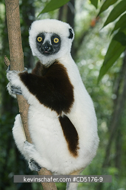 SIFAKAS: Coquerel\'s Sifaka (Propithecus verreauxi coquereli), Madagascar, Captive