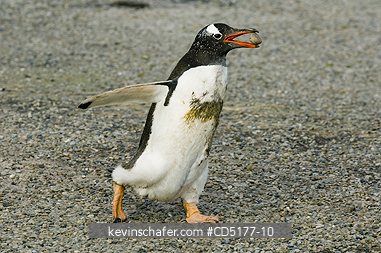 PENGUINS, GENTOO: Dirty Gentoo Penguin (Pygoscelis papua) carrying next stone, Falkland Islands