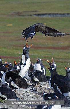 PENGUINS, GENTOO: Falkland Skua searches Gentoo Penguin colony for food, Falkland Islands